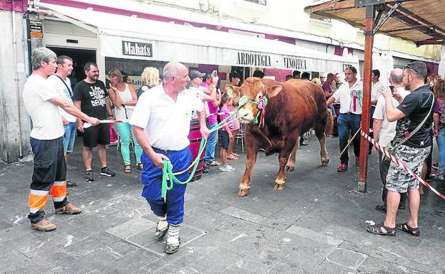 Desfile de las mejores reses limousin presentadas al concurso, camino de la entrega de premios en la plaza Kalegoen al mediodía.