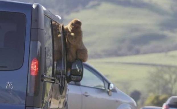 Un ejemplar de macaco de Gibraltar sobre un coche./ANTONIO 'SANE'