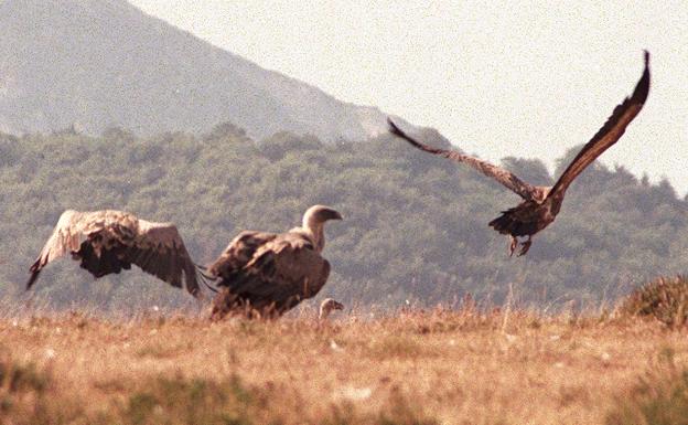 El avistamiento de buitres será uno de los atractivos de los recorridos. /Iosu Onandia