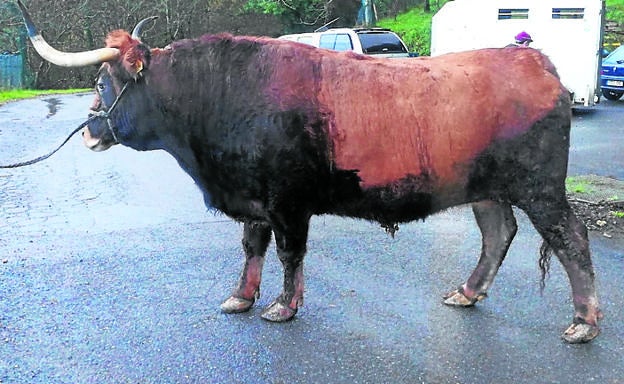 El animal se ha criado en el monte Sollube. / CANNON