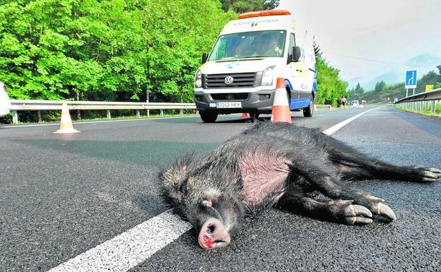Los jabalíes han causado numerosos accidentes de tráfico, especialmente en la zona comprendida entre Otxandio y Urkiola./E. C.