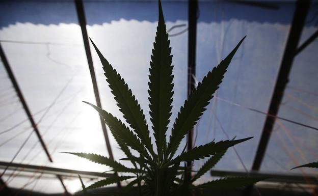 Una planta de marihuana./E. C.