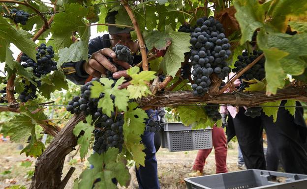 Un vendimiador recoge racimos de uva de la última añada en un viñedo de la DOCRioja./ LA RIOJA ALTA