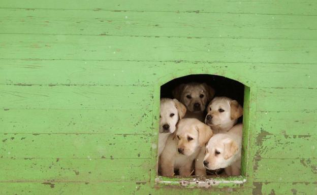 La inteligencia artificial quiere saber cómo piensa un perro./Reuters