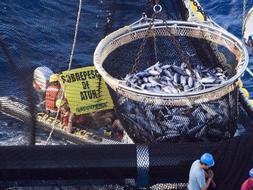 El Albatun Tres es considerado por Greenpeace como el mayor atunero del mundo. /AP/