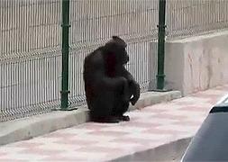 Dos chimpancés escapan de un centro de animales en Jaén