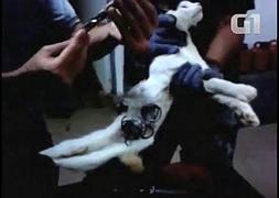 La Policía ha capturado al gato cerca de una prisión. / Youtube/