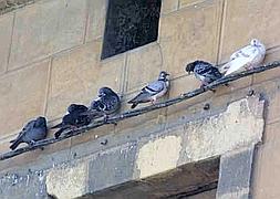 Palomas comunes encaramadas a un edificio. / EL CORREO/