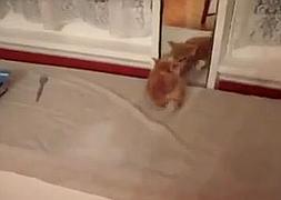 El gato se descubre en el espejo y empieza su pelea./ Youtube/