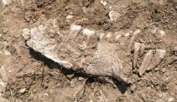 MANDÍBULA. Imagen de uno de los restos óseos encontrados en Treviño. / EL CORREO/