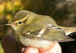 RAREZA. Está catalogado como especie poco común. / EL CORREO/