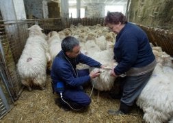 . Toda la cabaña alavesa estará inmunizada para noviembre. / JAVIER MINGUEZA/