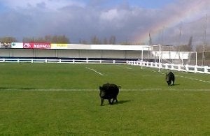 Son lo que parecen, dos jabalíes en el campo del Casco. :: A. PEREDA/