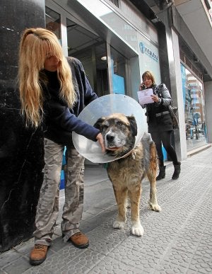 'Goliath' sale a la calle tras recibir el alta médica. :: TELEPRESS/