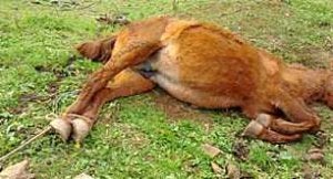 El animal luchó siete horas por salvarse en presencia de su potro. ::
E. C./