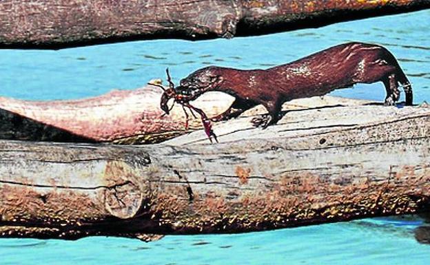 El Vison Europeo Gana La Partida El Correo