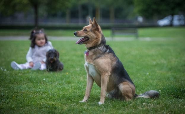 Como Educar A Tu Perro Vitoria Dara Clases A Duenos De Perros Adoptados Para Evitar Problemas De Conducta El Correo