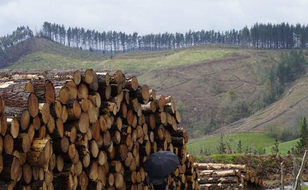 Fallece un trabajador forestal en un accidente en Muxika
