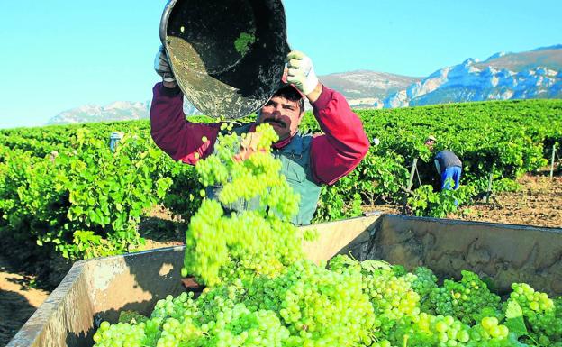 Un trabajador descarga las uvas recogidas en la vendimia de este año./ Rafael Gutiérrez