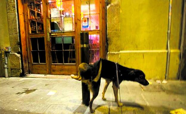 Aplican un de orina para perros Erandio ante las quejas vecinales | Correo