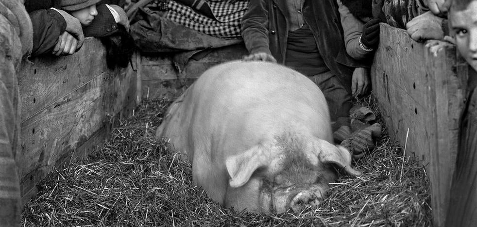 ¿Era el chato vitoriano realmente alavés? - Vimarsana News