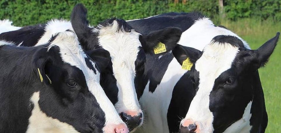 El ministro Garzón pide que comamos menos carne | El Correo