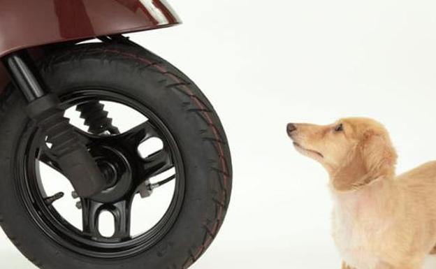 ¿Puedo viajar en moto con mi mascota?