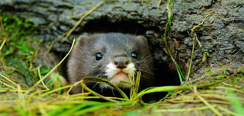 El Vison Europeo Al Fin Se Reproduce En Salburua El Correo