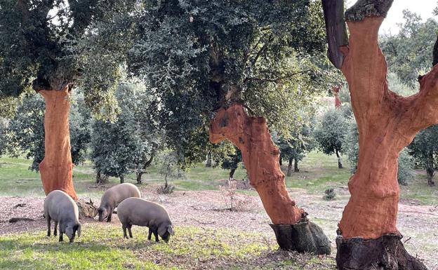 Cochinos ibéricos pastan entre alcornoques en la finca La Saeta (Valdelosa).