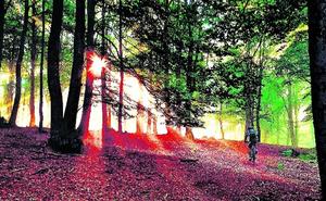 Cinco rutas por los bosques otoñales de Álava, Gipuzkoa, Cantabria y Navarra