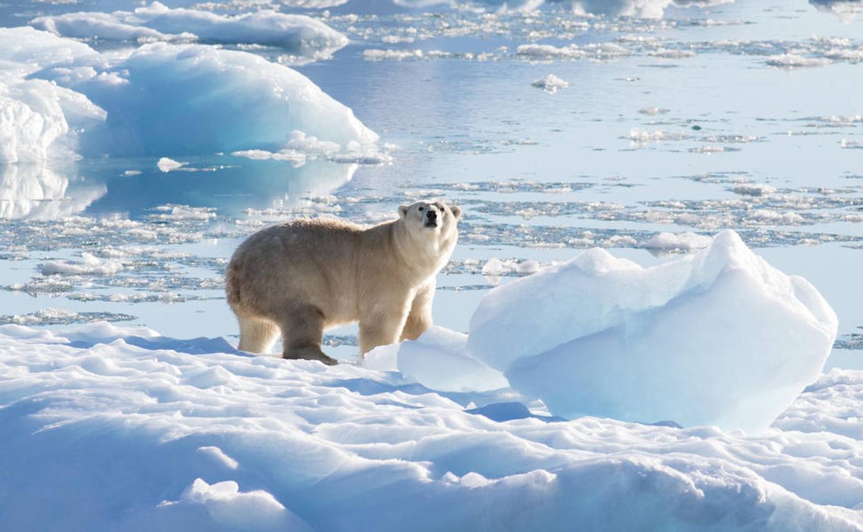 Transporte llevar a cabo implicar Descubren una nueva población de osos polares mejor adaptada al cambio  climático | El Correo