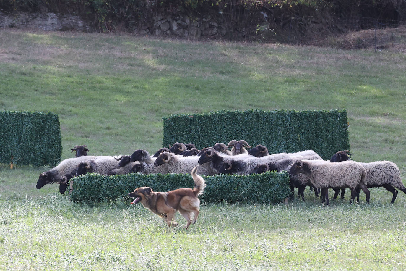 Fotos: Campeonato de Euskadi de perros pastores | El Correo