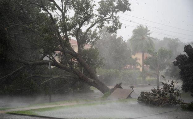 A Photo Of A Tree Uprooted By A Hurricane In Florida.