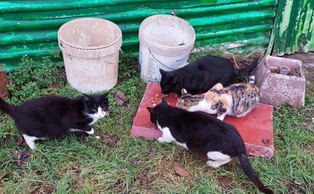Golpe fuerte sobresalir episodio Mueren envenenados una treintena de gatos en Salinillas de Buradón | El  Correo
